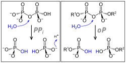 Pyrophosphatasen