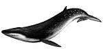 Eden's whale (illustration)