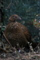 Tragopan Hen St. Louis Zoo