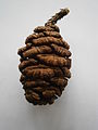 Sequoiadendron giganteum mature cone