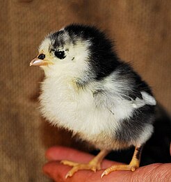 Three-day-old chick