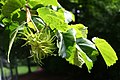 Corylus colurna.