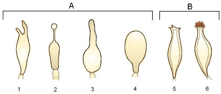 Rodzaje cystyd. A – leptocystydy, B – tramacystydy