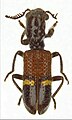 Diplocladus kuwerti (Tillinae)