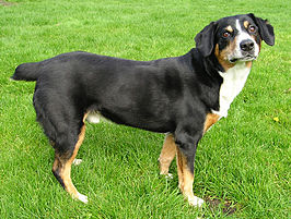 Entlebucher sennenhond