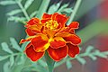The French marigold, Tagetes patula