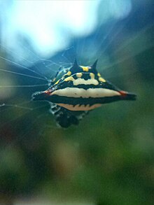 A Gasteracantha sturi found in Sri Lanka