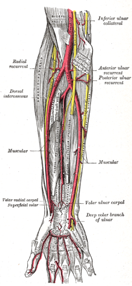 Polsslagader