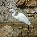 Great Egret, Ocean Beach, San Francisco, California, 2015