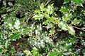 4225 Lyngdal kristtorn Ilex aquifolia