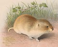 Blyth's vole