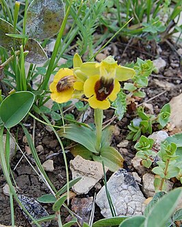 Gele orchis