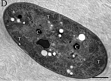 EM-Aufnahme von G. verrucosa PCC 7822. T: Thylakoidmembran, C: Carboxysom. Balken: 500 nm