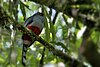 Hispaniolan Trogon