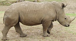 Szélesszájú orrszarvú (Ceratotherium simum)