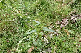 Gemüse-Ampfer (Rumex longifolius)