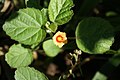 Indische Malve (Sida cordifolia)