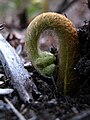 A young, newly formed fern frond