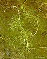 Utricularia vulgaris (common bladderwort)