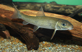 Catostomus commersonii