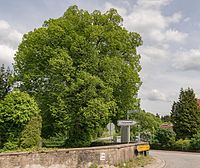 Sommerlinde auf dem Friedhof