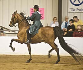 American saddlebred