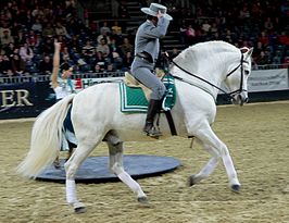 Een galopperende andalusiër tijdens een show