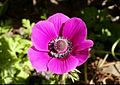 Anemone roz