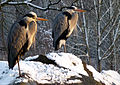 Graureiher-Paar im Winterhabitus