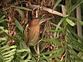 Little Bittern