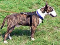 Brindle Bull Terrier