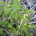 Chaerophyllum tainturieri