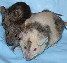 Sağda beyaz kürklü bir fare, hemen solunda daha küçük iki kahverengi fare.
