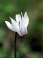 Cyclamen balearicum