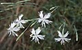 Dianthus plumarius subsp. regis-stephani