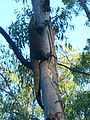 Goanna climbing a tree near Six Foot Track