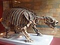 Glossotherium robustum