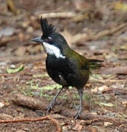 Keleti ostormadár (Psophodes olivaceus)