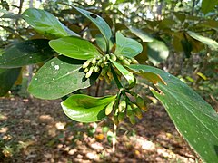 Flower buds