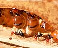 Honigtopfameisen, die Bush Food für die Aborigines darstellen