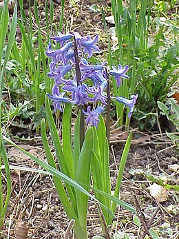 Hyacinthus orientalis, vad fajta