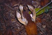 Hydnora esculenta (unterirdische Frucht nicht im Bild)