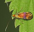 Nemophora fasciella, Wielka Brytania