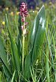 Orchis coriophora, im Bild mit (großen) Blättern der Herbst-Zeitlose, bei Razloge, Grenze Slowenien-Kroatien