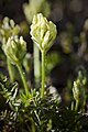 Oxytropis maydelliana fra arktisk Canada