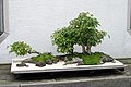 Penjing at the US National Bonsai and Penjing Museum (part of the United States National Arboretum.