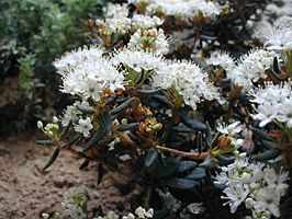 Rhododendron tomentosum