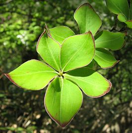 Rhododendron quinquefolium