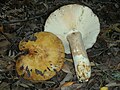 Russula fragrantissima