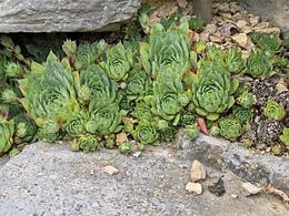 Fali kövirózsa (Sempervivum tectorum)